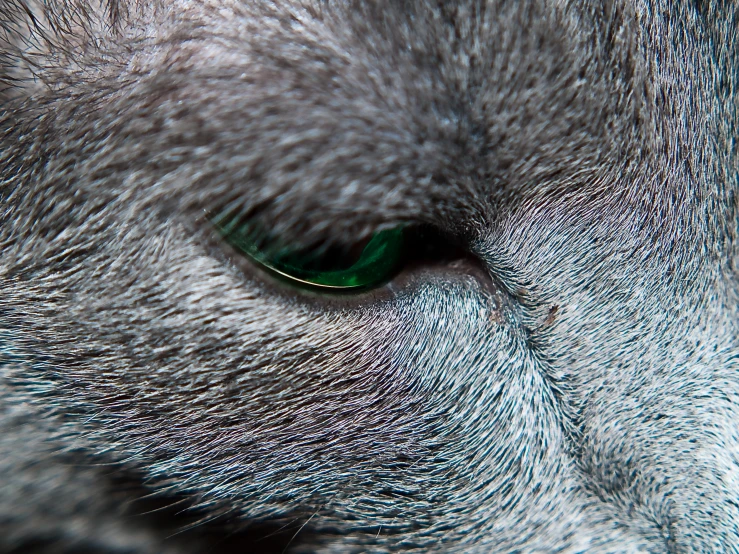 a white cat's eye is shown with green eyelashes