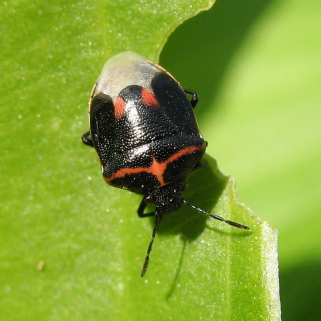 an insect on a leaf looking into the camera