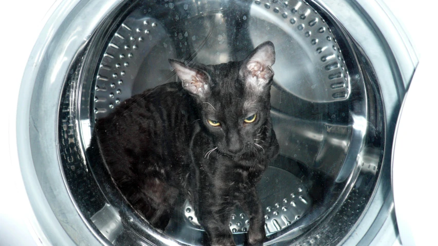 the cat is looking into the washing machine