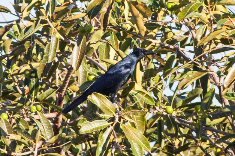 a black bird sits on a nch in the tree