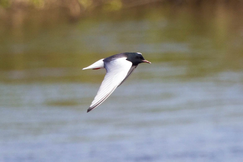 a small white bird with a black beak flying over water