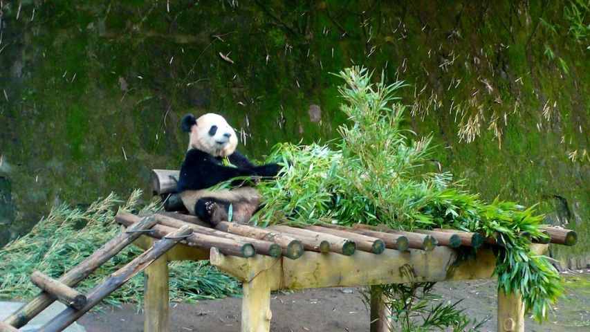 a panda bear sitting on the edge of a log bench with grass growing in it