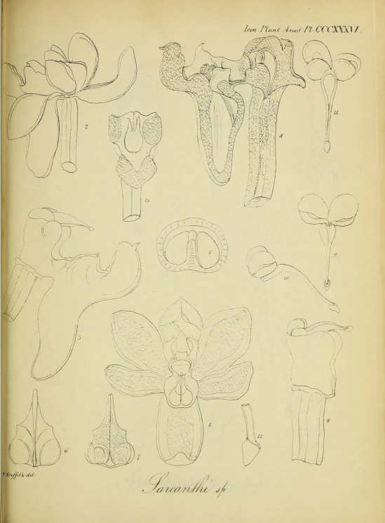 a large book with different drawings of flowers