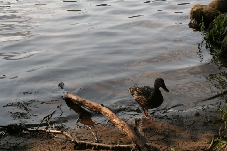 a couple of ducks standing on the edge of a body of water