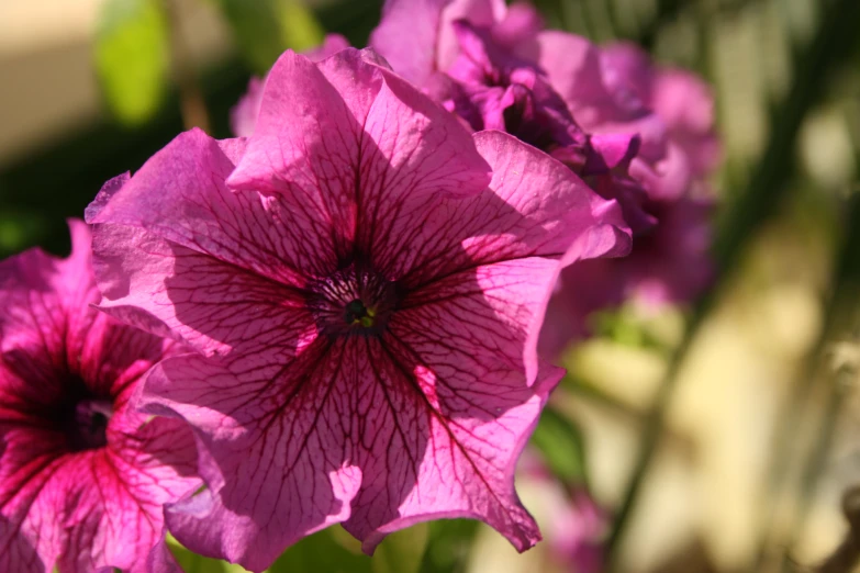 there are flowers that are blooming next to each other