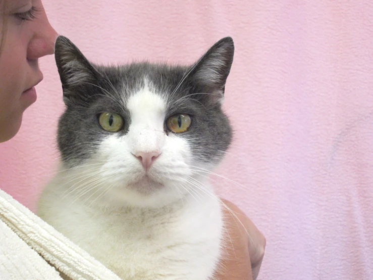 a woman is petting the head and upper half of a black and white cat