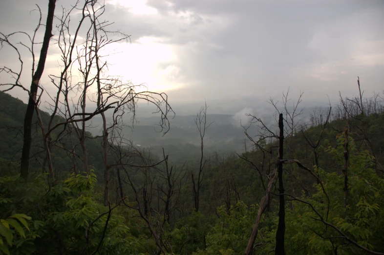 some trees are seen in this po in the mountains