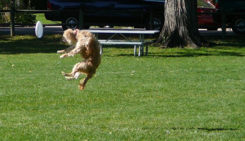 the dog is jumping up for the frisbee