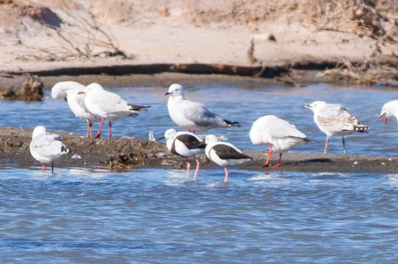 a bunch of birds stand around and bathe in the water