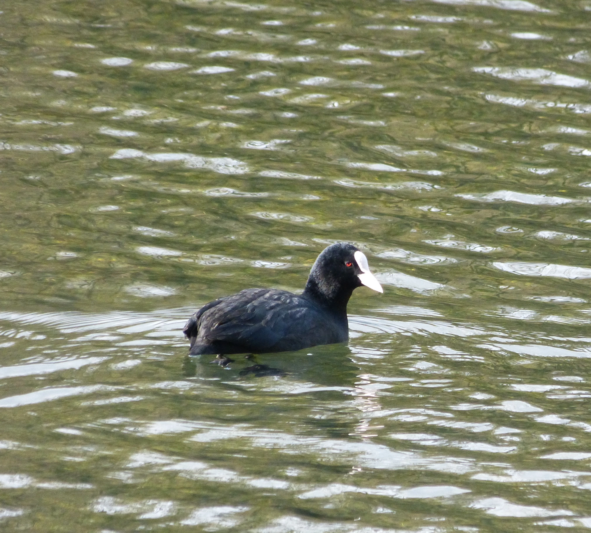 a black bird swimming in the water