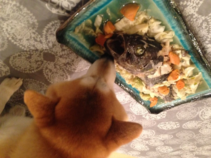 a dog looks at a plate with food on it