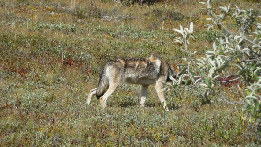 an adult wolf grazing in a grassy meadow