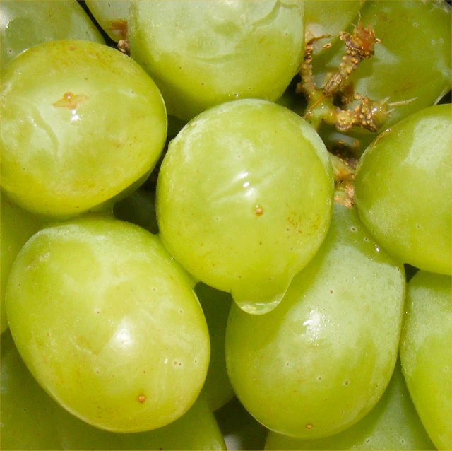 gs are unripe from the tree ready to be picked