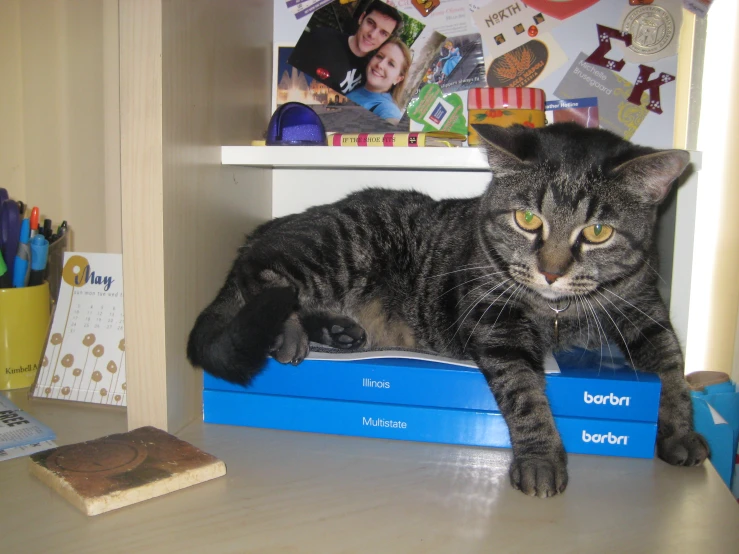 a gray tabby cat lying on top of books