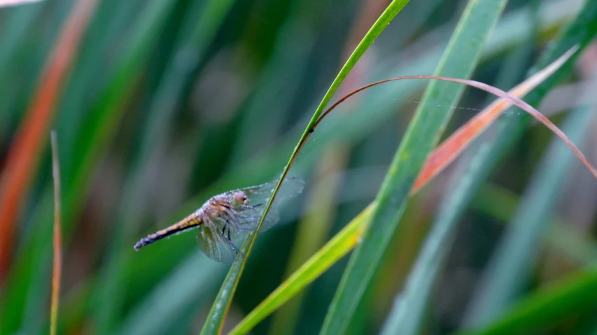 closeup of the blade of a grass plant, with the background blurred