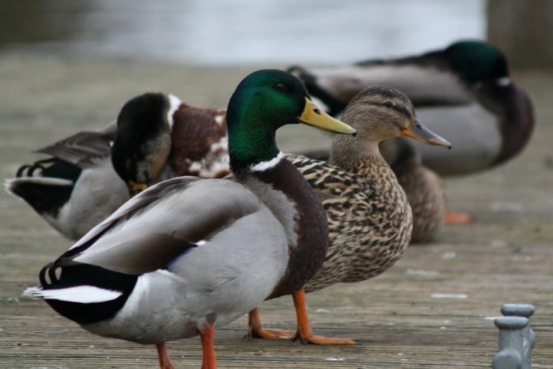 many ducks are on the ground near some water