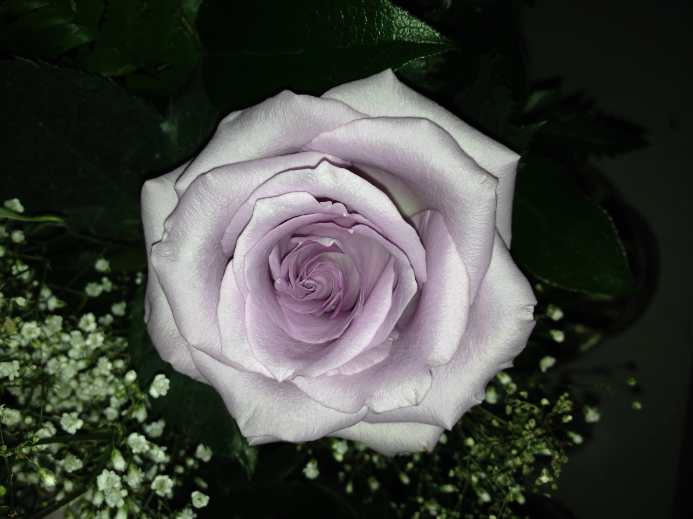 closeup of a pink rose on a green bush