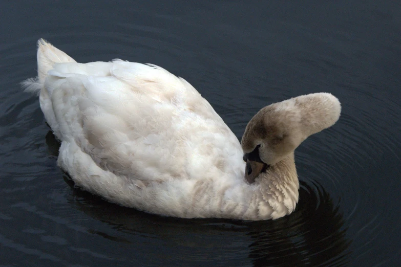 a swan floating in the water with a white head