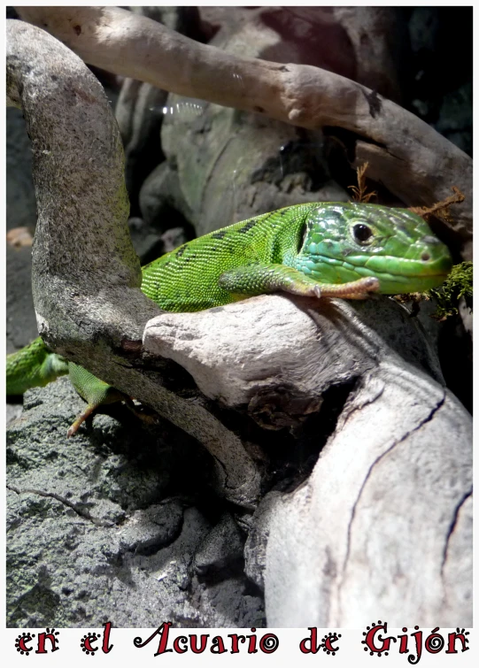 a large lizard with a long neck laying on the ground