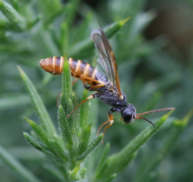 two bugs standing on top of a green plant