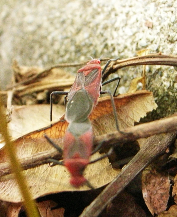 a bug with long antennae standing on top of leaves