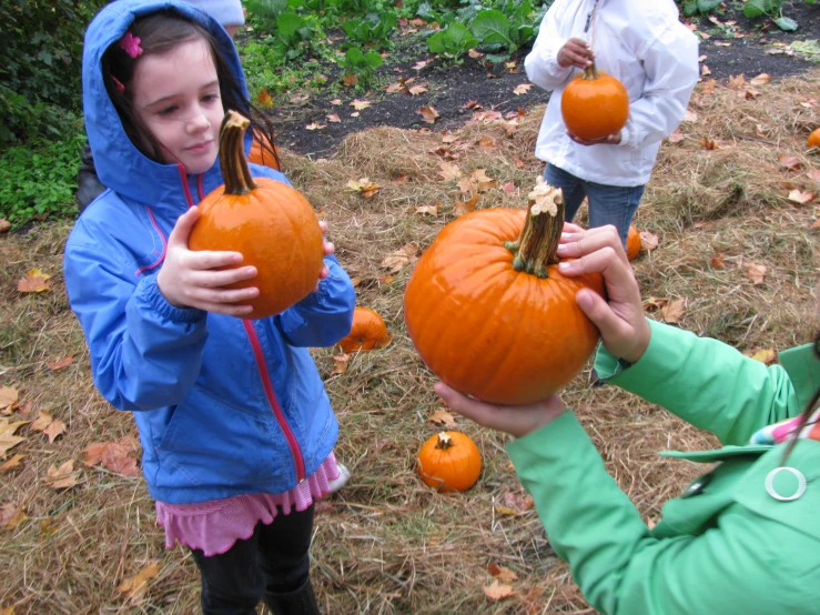 a child reaches for an orange as two adults observe