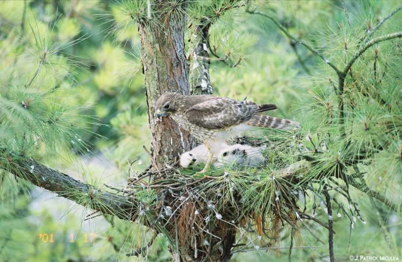 a bird sitting in the middle of a pine tree nest