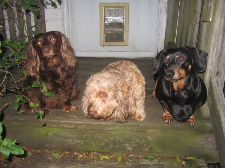 three cute brown dogs sitting on the steps