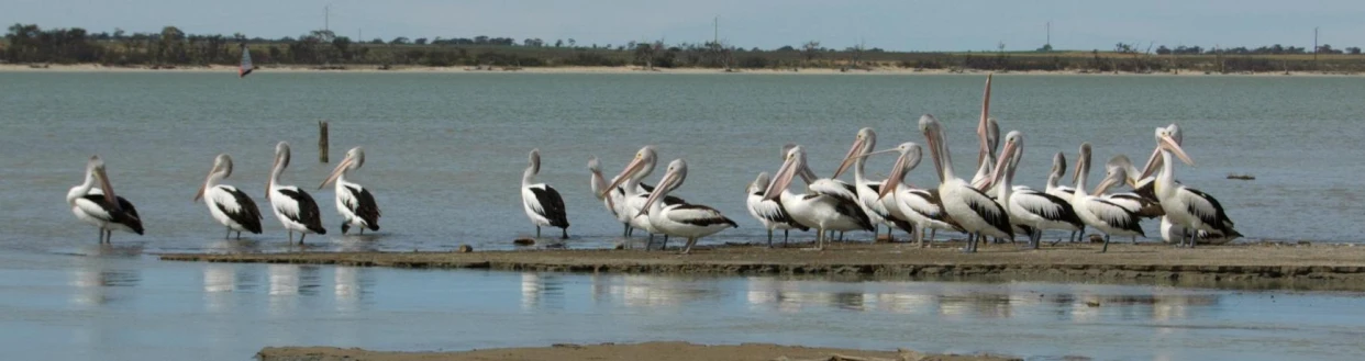 several pelicans are standing in water in front of a body of water