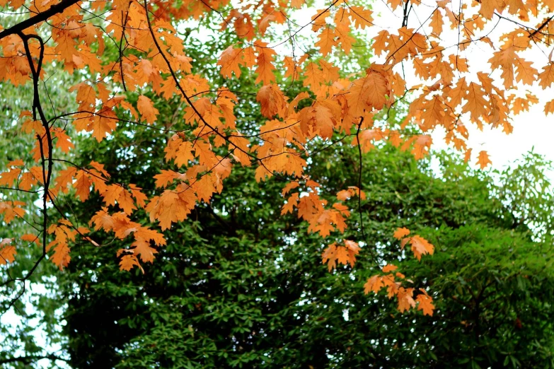 autumn leaves on trees near a large building