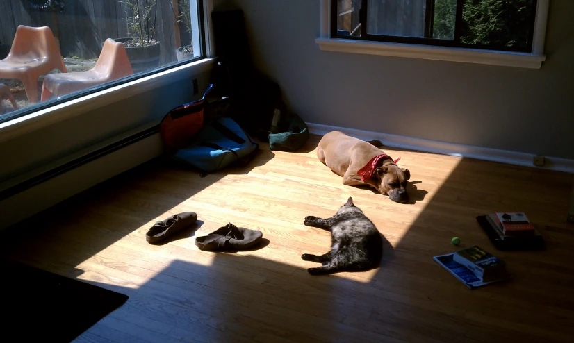 a dog laying on the ground near some shoes