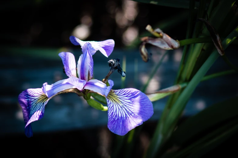 a purple flower blooming next to green grass