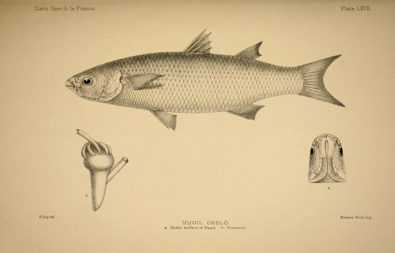 an illustration of a fish with other types of food