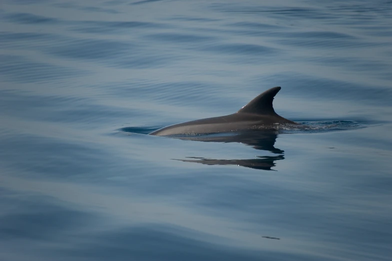 a sea cow swimming alone in the ocean