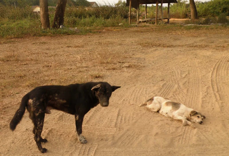 a black dog standing over a small white dog