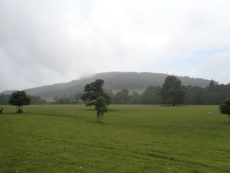 trees and cows grazing in a big grassy field