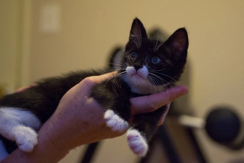 the kitten is sitting in the persons hand