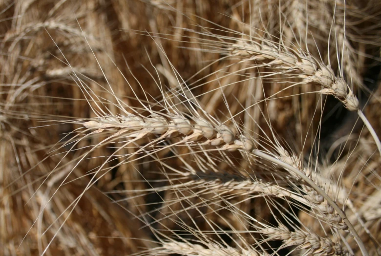 a closeup s of wheat stalks