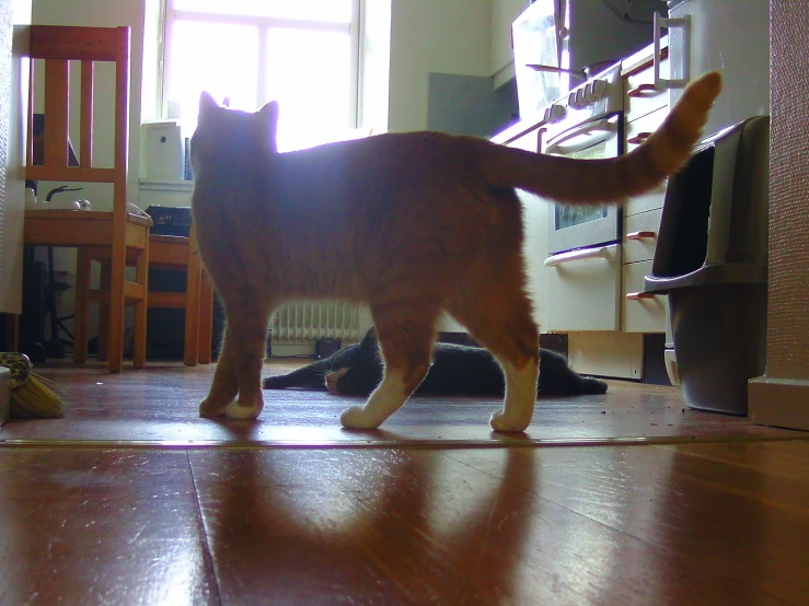 a cat stands on the floor next to the cat