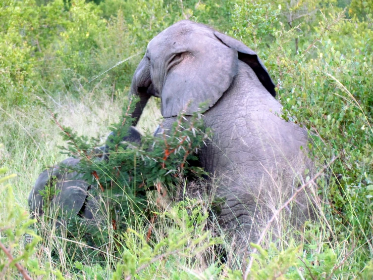 an elephant in the grass near a bush