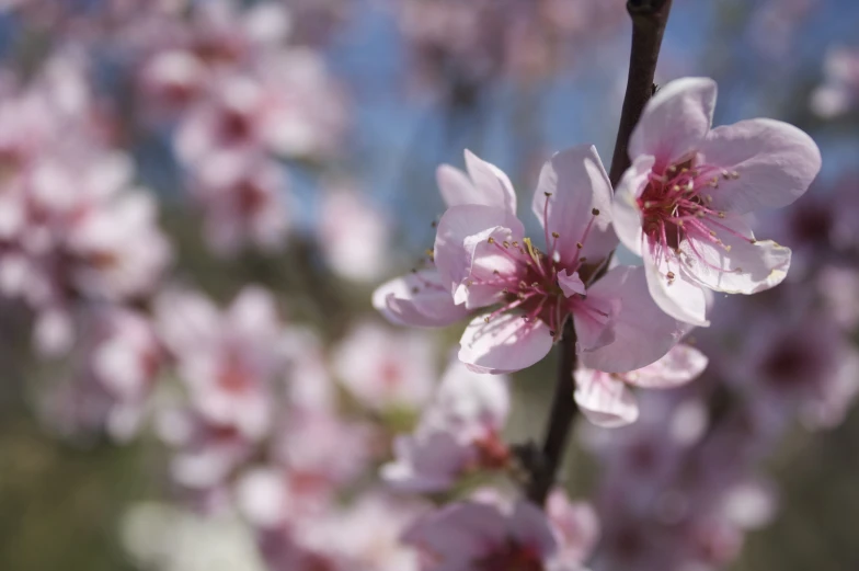 close up of a blooming nch with pink flowers