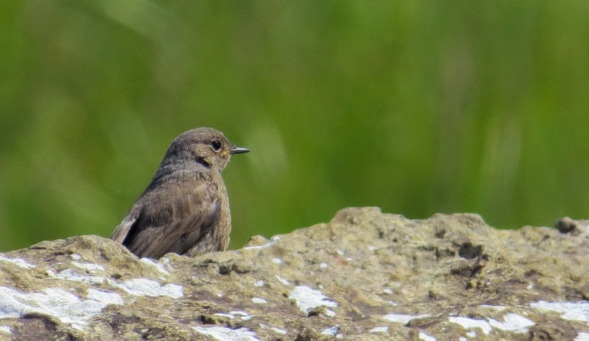 a brown bird is sitting on top of a rock