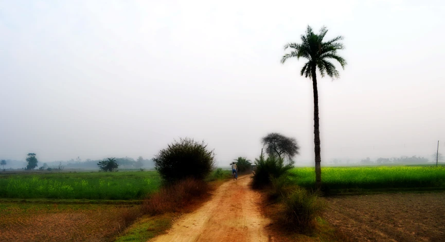 a dirt road surrounded by palm trees in the middle