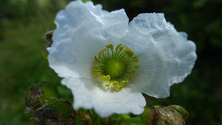 a close up of a white flower with water droplets on it