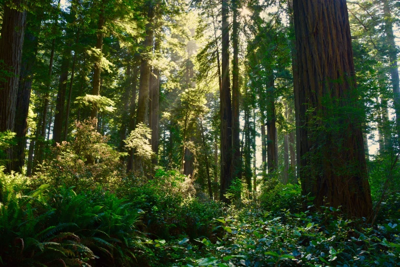 the sun shining through the tall trees in a green forest