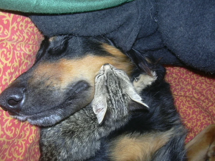 a cat sleeping under a cat on top of a dog