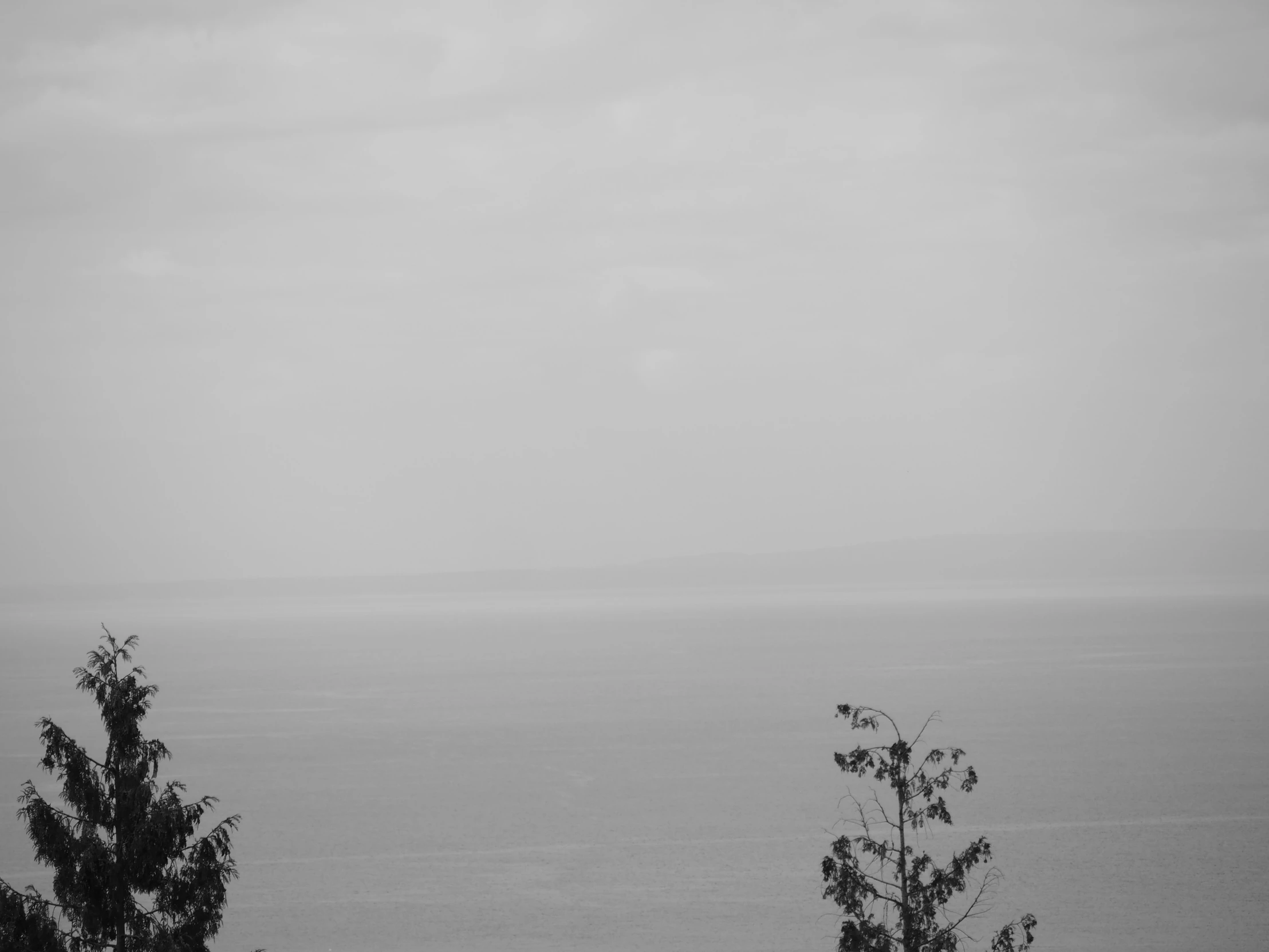 black and white pograph of two trees, one with large body of water in the background