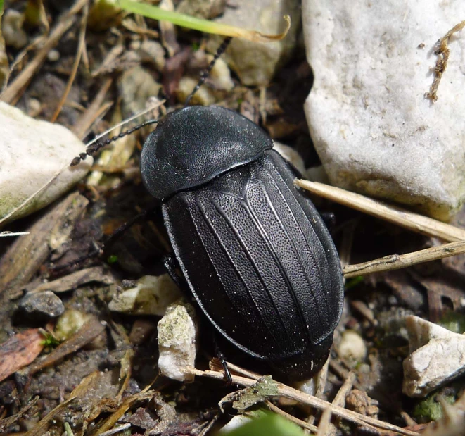 black beetle in grass, dirt and small rocks