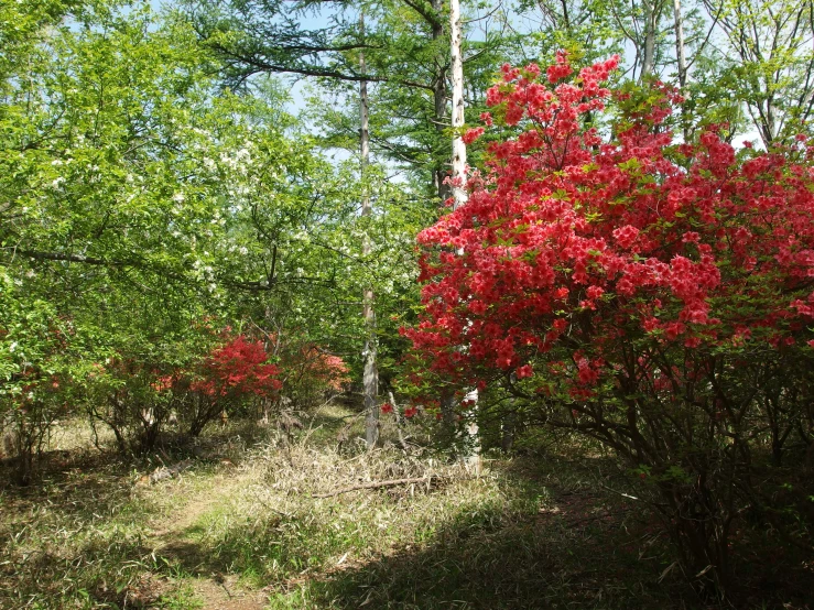 the red flowers are in bloom next to the trees