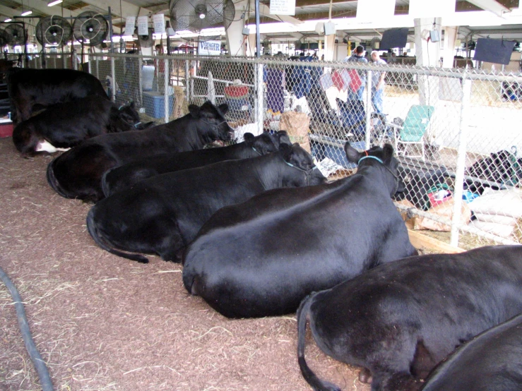 herd of black cows laying on hay in stall